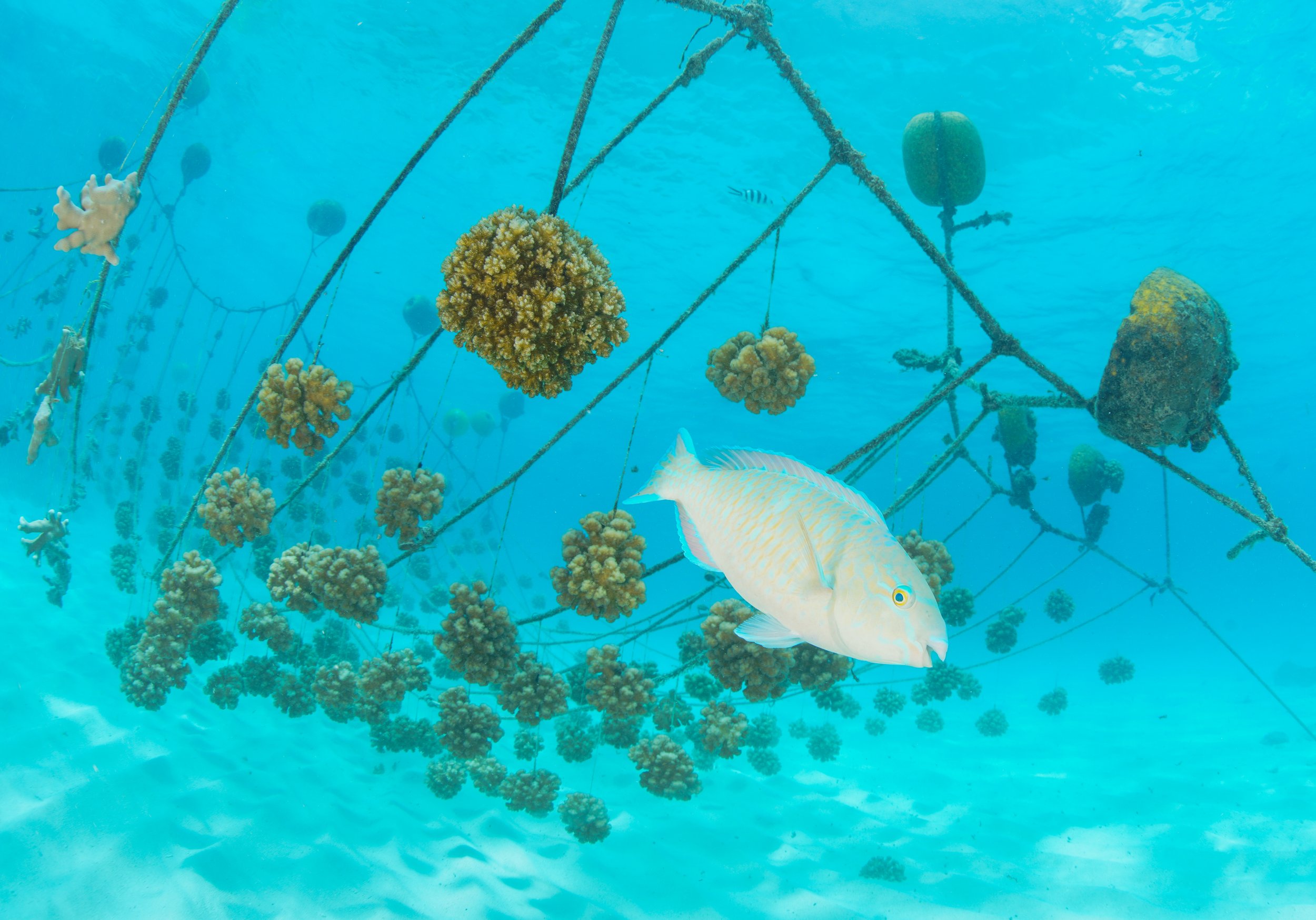 Underwater scene with fishing net and coral, a fish swimming near the net, and a small striped fish in the background.