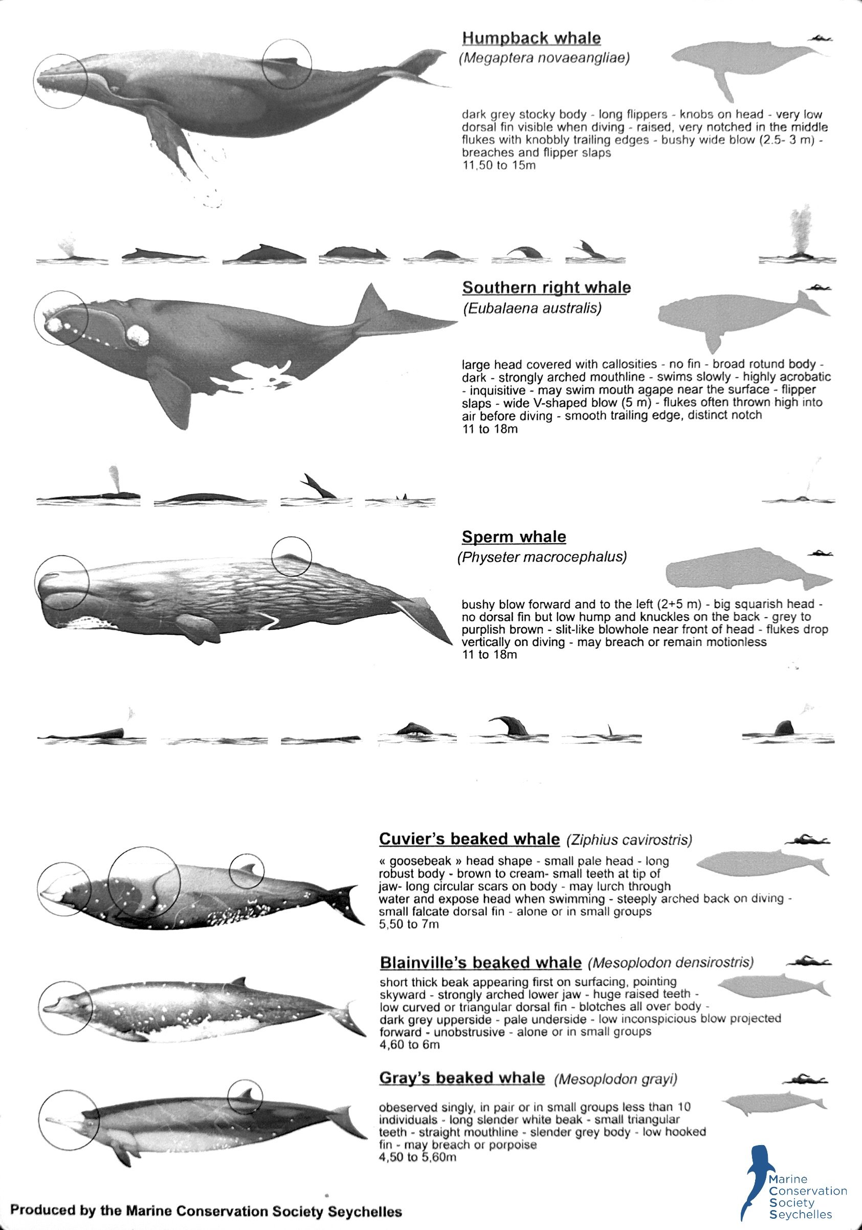 Diagram showing various whale species with illustrations, descriptions, sizes, and key features including Humpback whale, Southern right whale, Sperm whale, Cuvier’s beaked whale, Blainville’s beaked whale, and Gray’s beaked whale, produced by the Marine Conservation Society Seychelles.