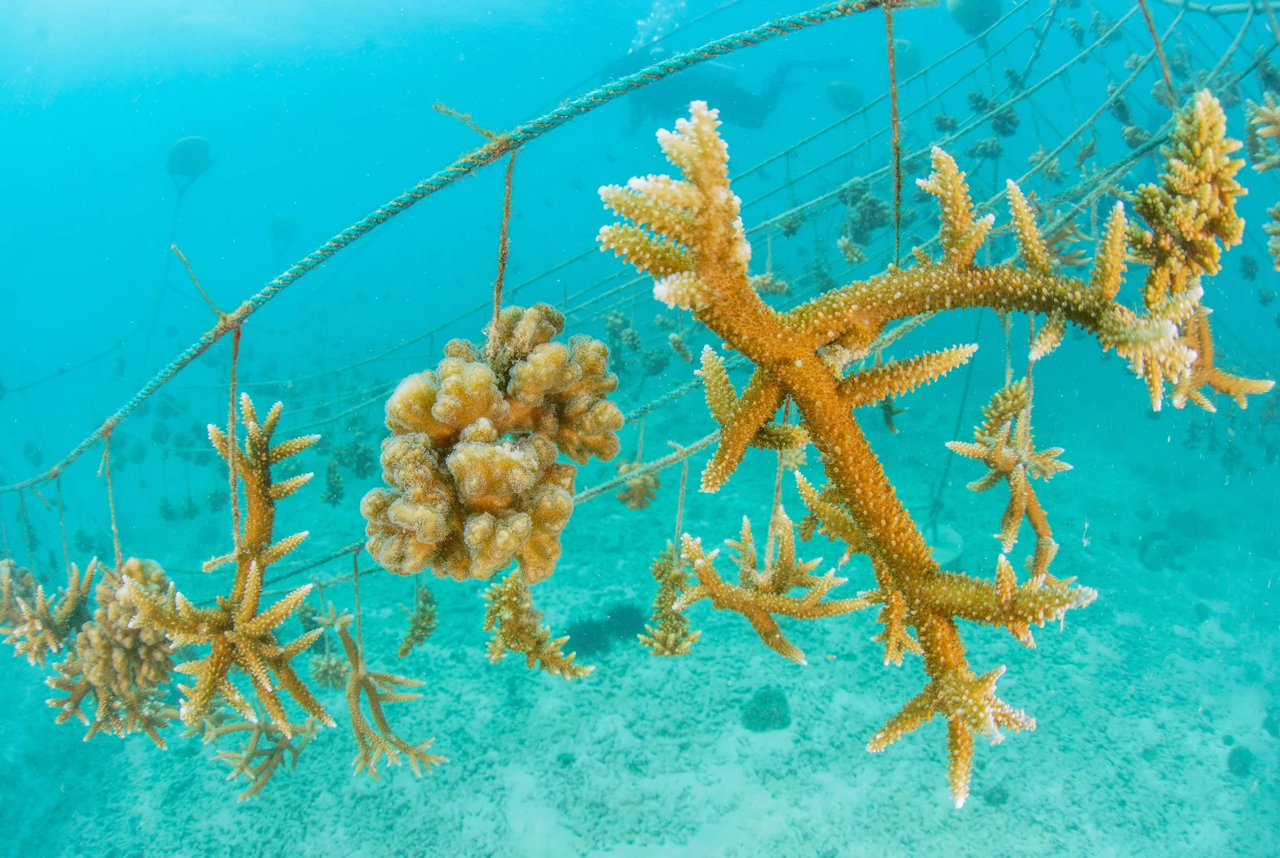Underwater scene showing corals and a wire netting in the ocean.
