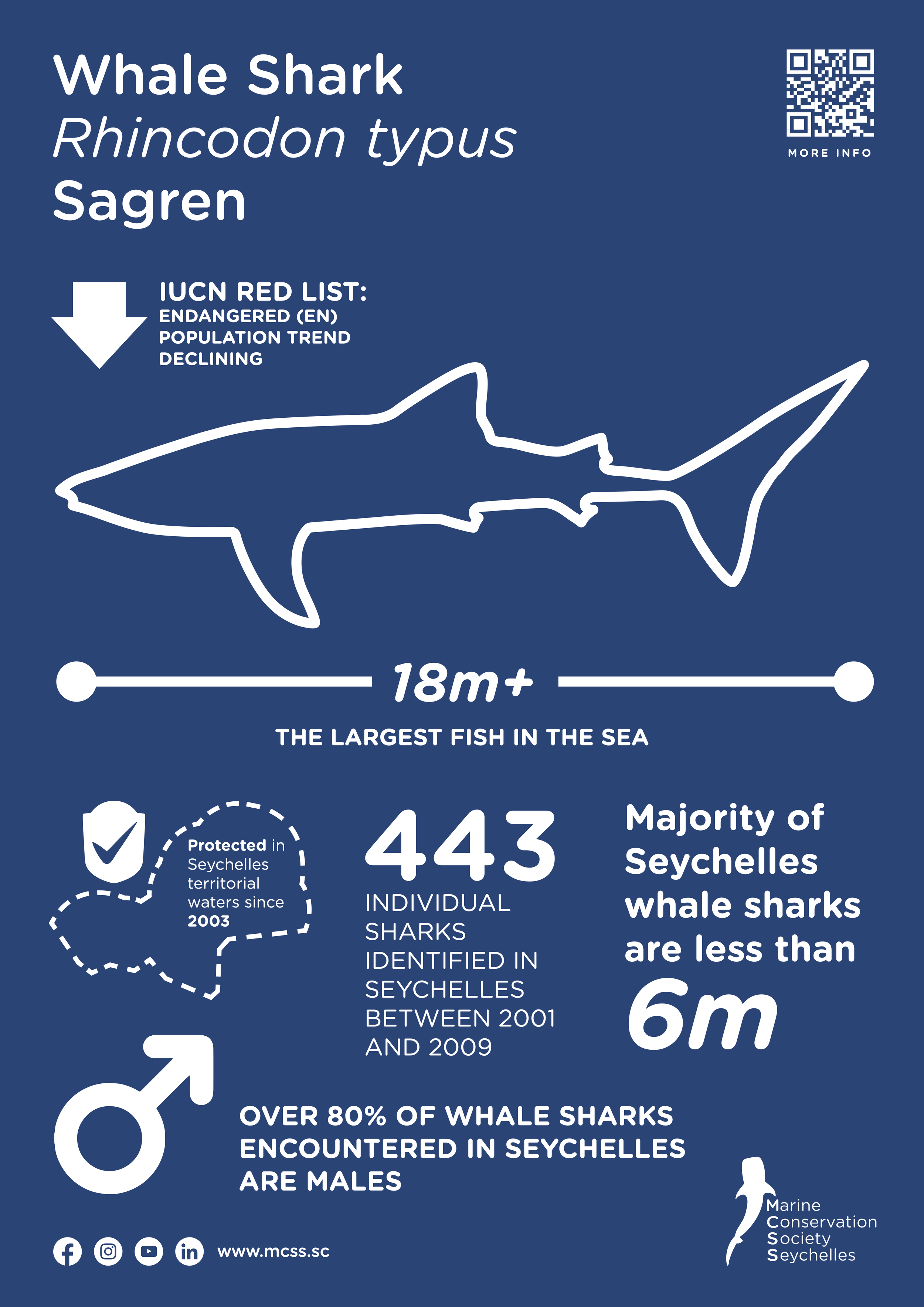 Information about whale sharks, Rhincodon typus, in Seychelles. The infographic features a outline map of Seychelles and indicates that whale sharks are the largest fish in the sea, over 18 meters long. It states that 443 whale sharks were identified in Seychelles between 2001 and 2009, most are less than 6 meters, and over 80% of encounters are with males. It also notes whale sharks are protected in Seychelles waters since 2003 and includes social media icons and a QR code.