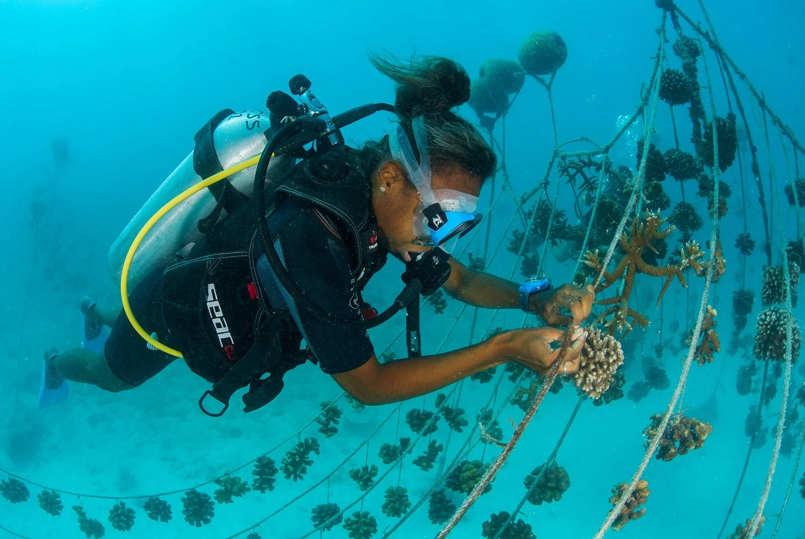 A woman in scuba diving gear is underwater, attaching or adjusting coral fragments on ropes in a coral farm or reef restoration site.