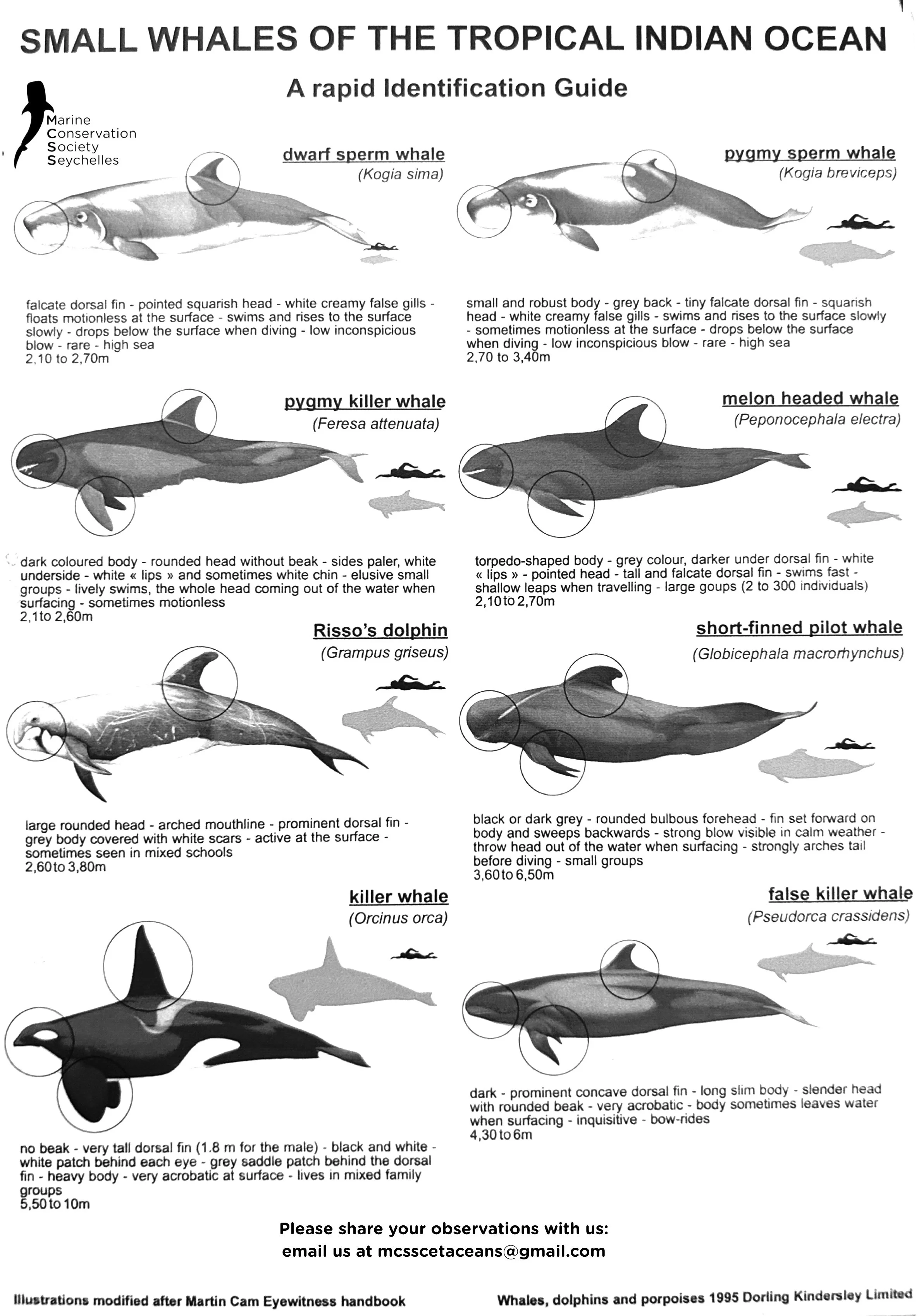 A chart showing small whale species of the tropical Indian Ocean with illustrations, names, and descriptions, including dwarf sperm whale, pygmy sperm whale, pygmy killer whale, melon-headed whale, Risso's dolphin, short-finned pilot whale, killer whale, and false killer whale.
