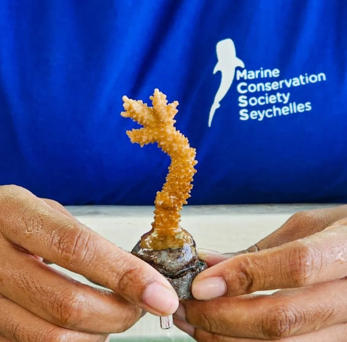 Person holding a black sea urchin with a small, branching sea creature growing from it, and wearing a blue shirt with 'Marine Conservation Society Seychelles' logo.