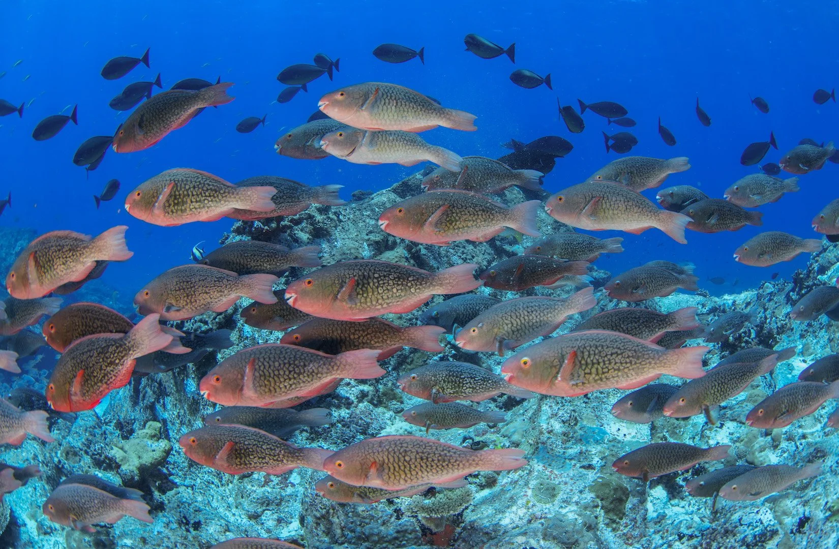 School of fish swimming in clear blue ocean water over coral reef.