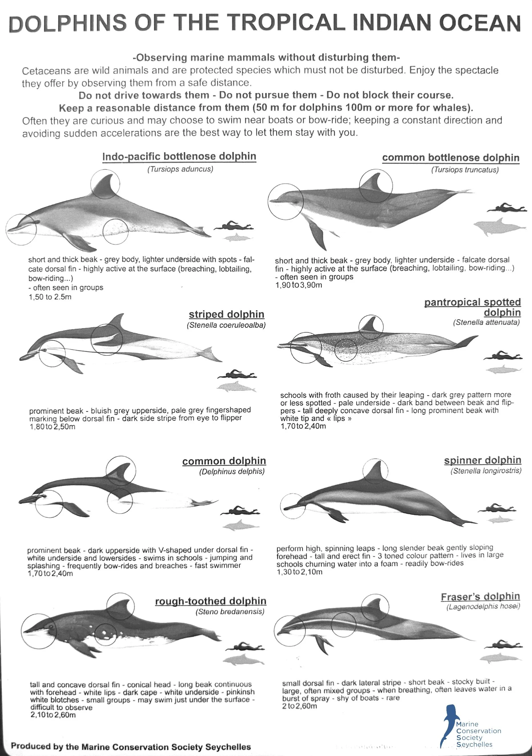 A poster titled 'Dolphins of the Tropical Indian Ocean' with illustrations and descriptions of eight dolphin species including Indo-Pacific bottlenose, common bottlenose, striped, pantropical spotted, spinner, rough-toothed, Fraser's, and another species. Each dolphin is depicted with key physical features and size ranges, along with conservation notes from the Marine Conservation Society Seychelles.