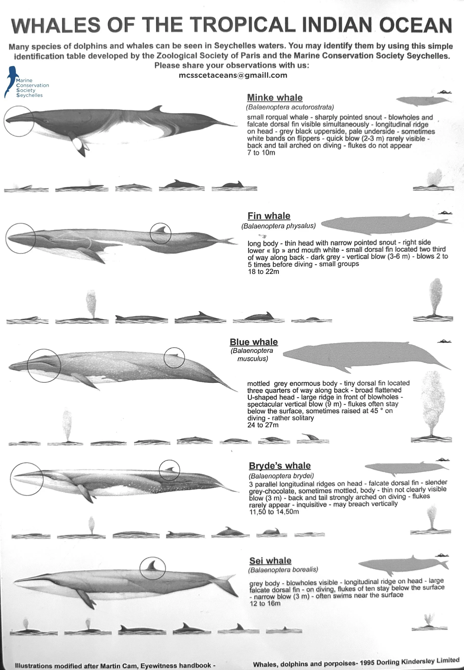 Chart of six types of whales and a small dolphin, illustrating differences in size, body shape, and features, including minke whale, fin whale, blue whale, Bryde's whale, sei whale, and common dolphin.
