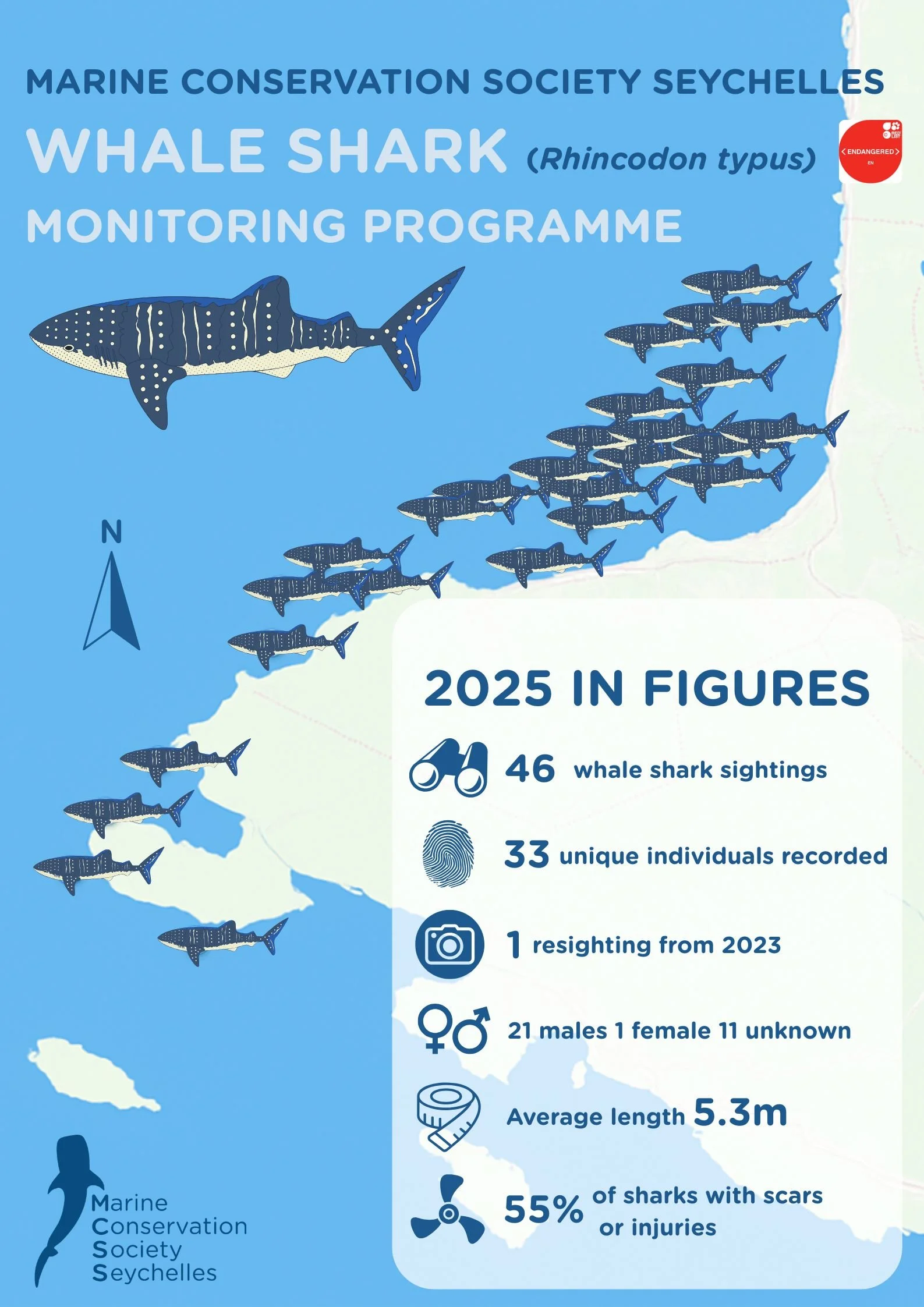 Infographic from the Marine Conservation Society Seychelles showing whale shark monitoring data for 2023. It includes a map of Seychelles waters with whale shark illustrations, and statistics such as 46 sightings, 33 individuals recorded, 1 resighting from 2023, 21 males, 1 female, 11 unknown, average length of 5.3 meters, and 55% with scars or injuries.