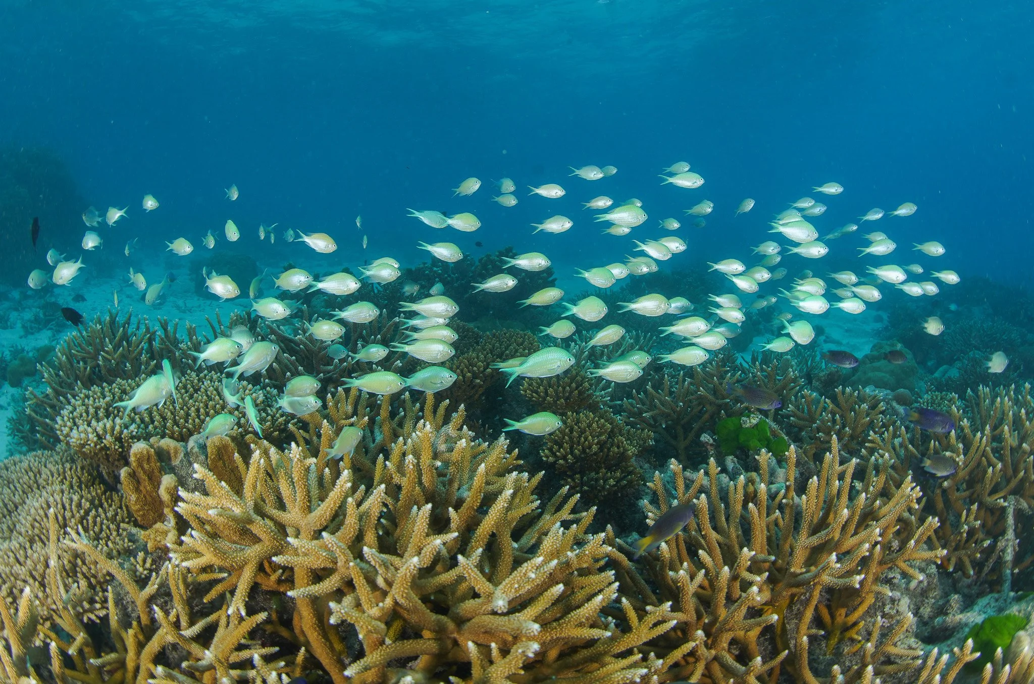 Underwater scene with a school of fish swimming above coral reef.
