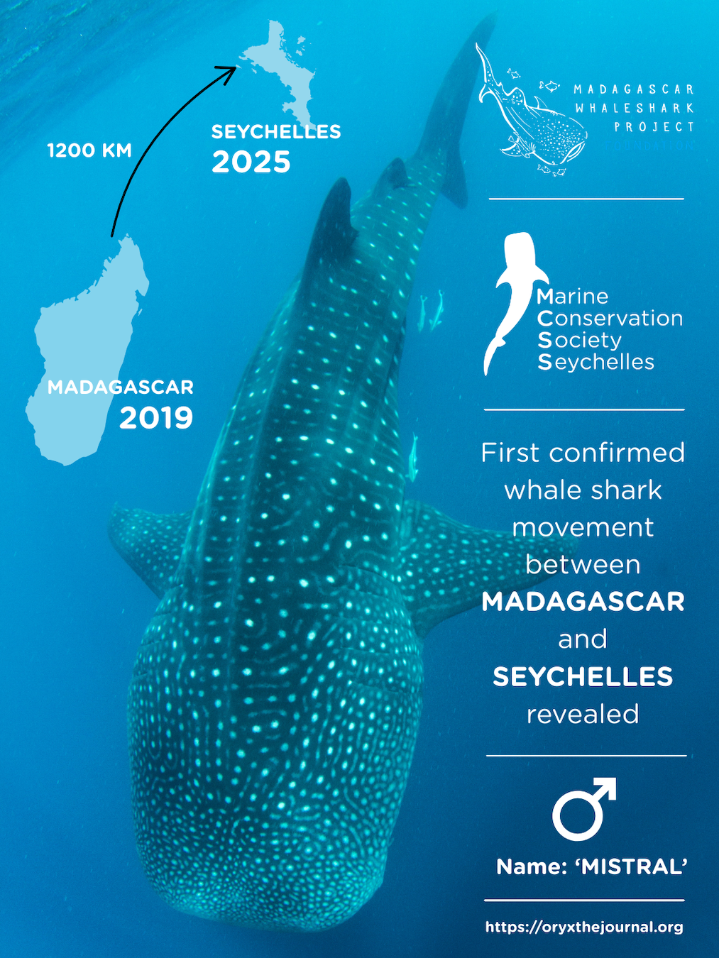 Infographic about whale shark sightings showing a whale shark in the ocean, with a map highlighting Madagascar and Seychelles, and key dates in 2019 and 2025. It includes a whale illustration and text about the first confirmed whale shark movement between Madagascar and Seychelles revealed in 2025, named MISTRAL.