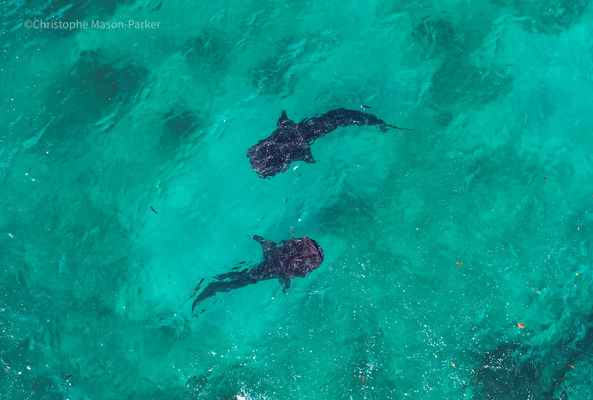 Two dark-colored dolphins swimming in clear turquoise water.