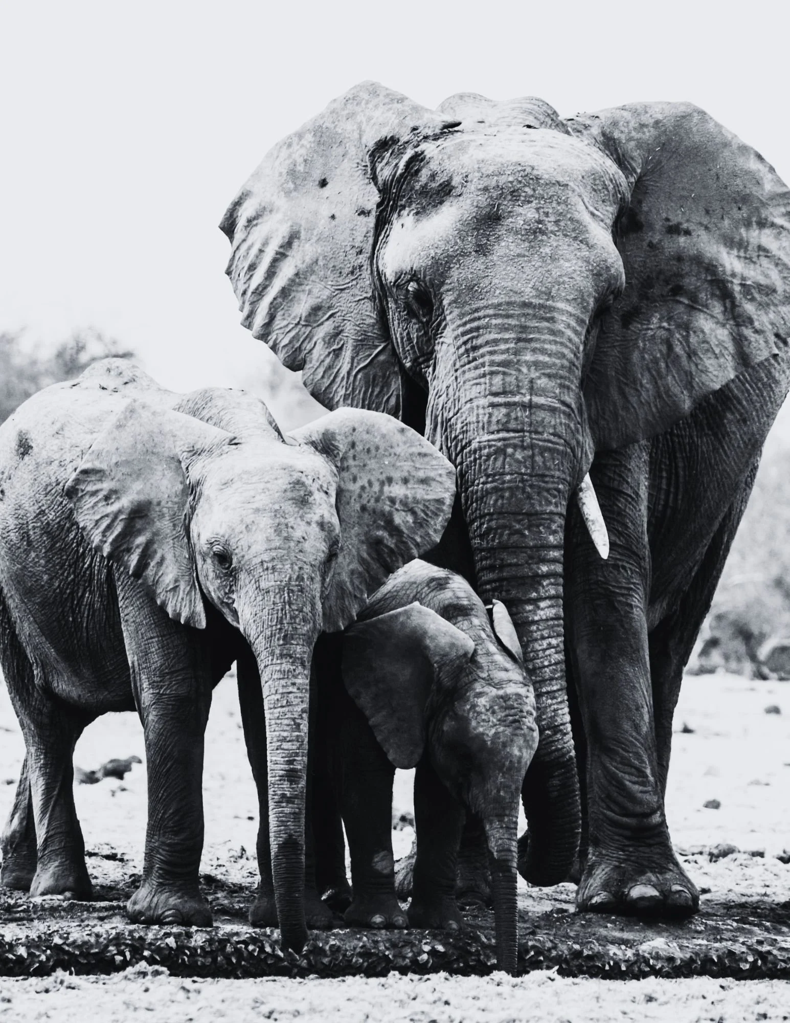 (Consultation) Holistic Family Counseling & Life Coaching