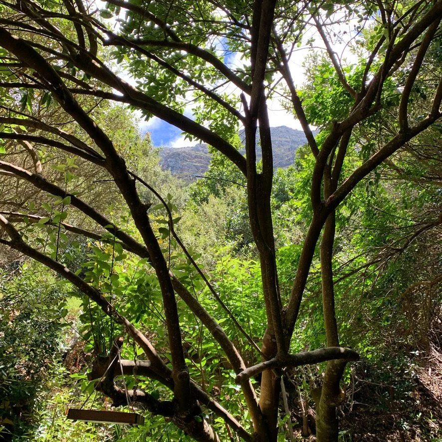 Afro-montaine forest at the Hideaway