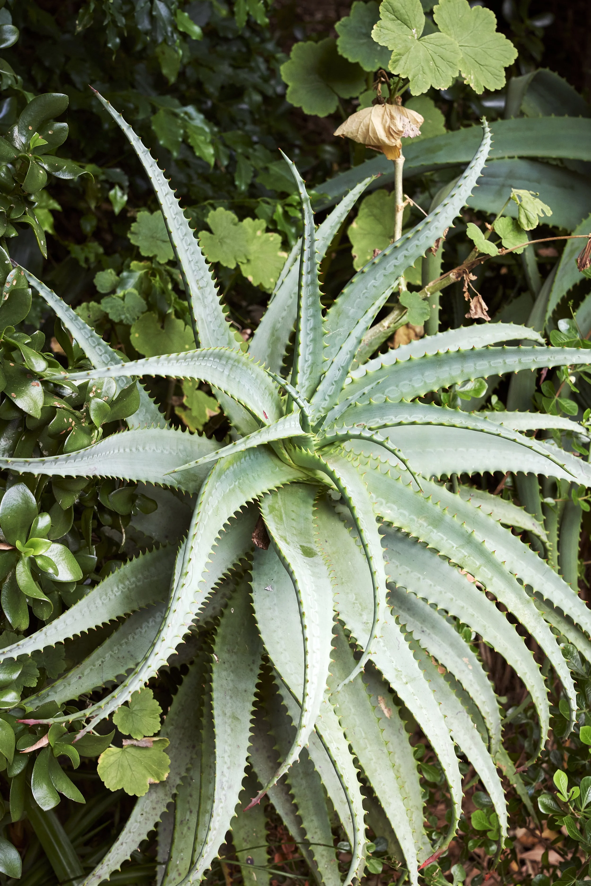 Aloes in the Getaway garden