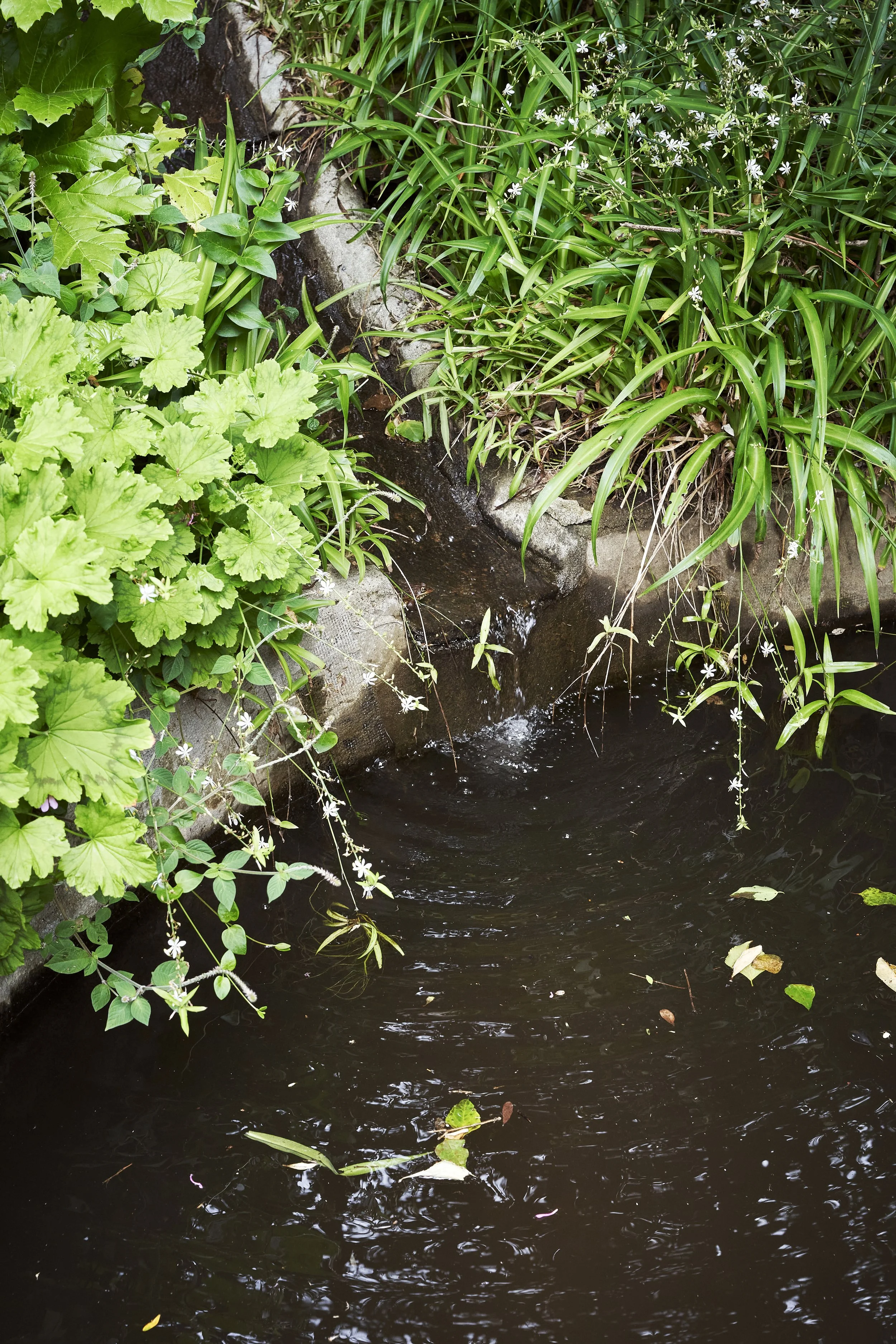 Natural Garden Pool