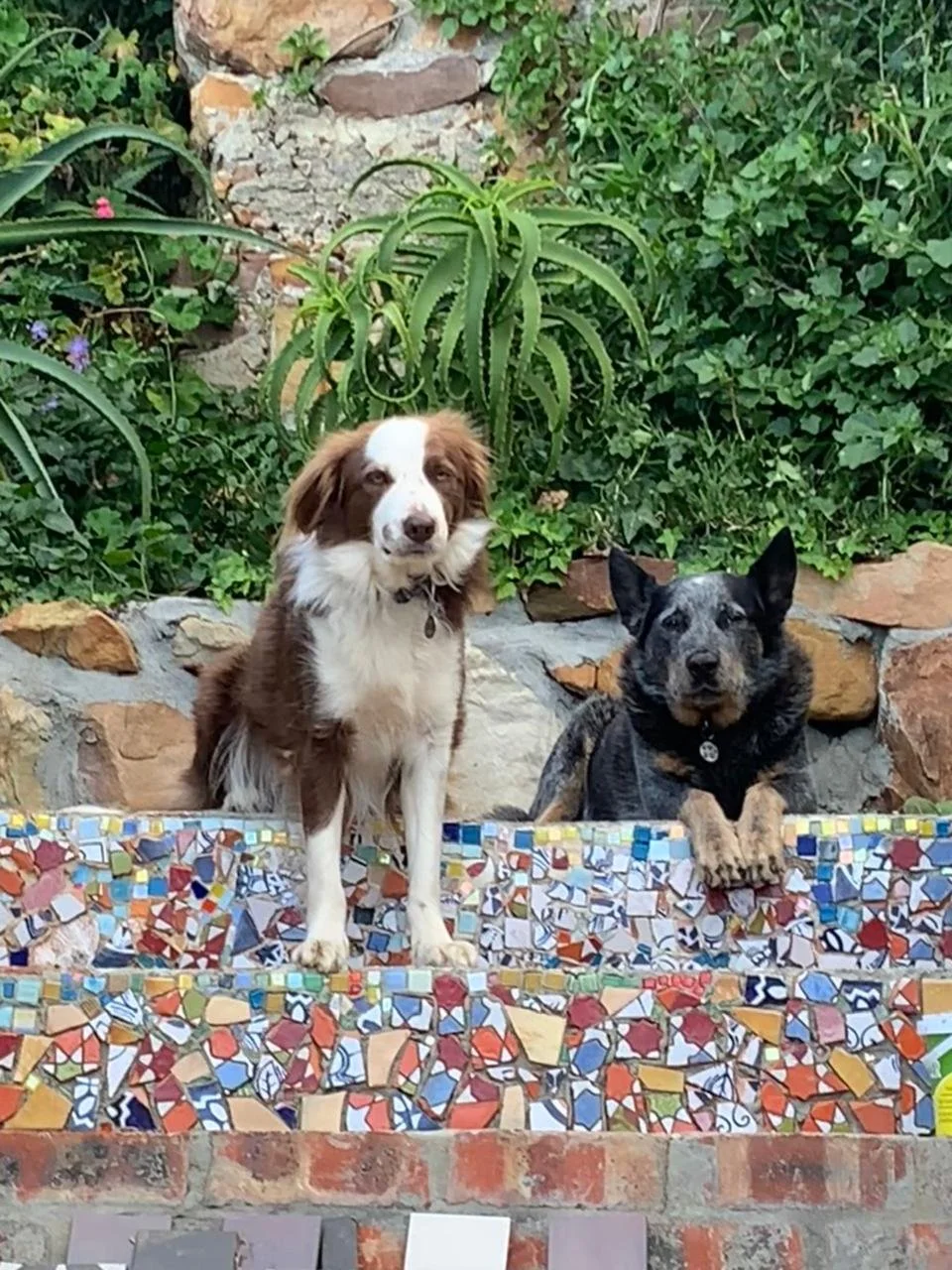 Our famous dogs on the stairway to heaven