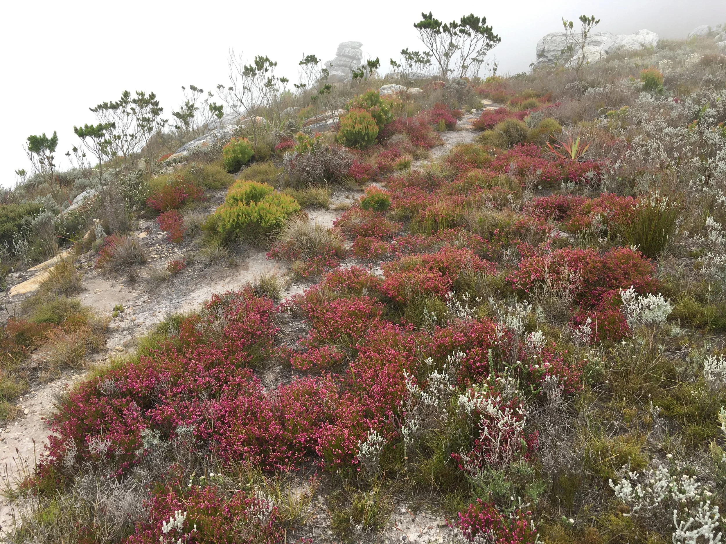 Fynbos in full bloom