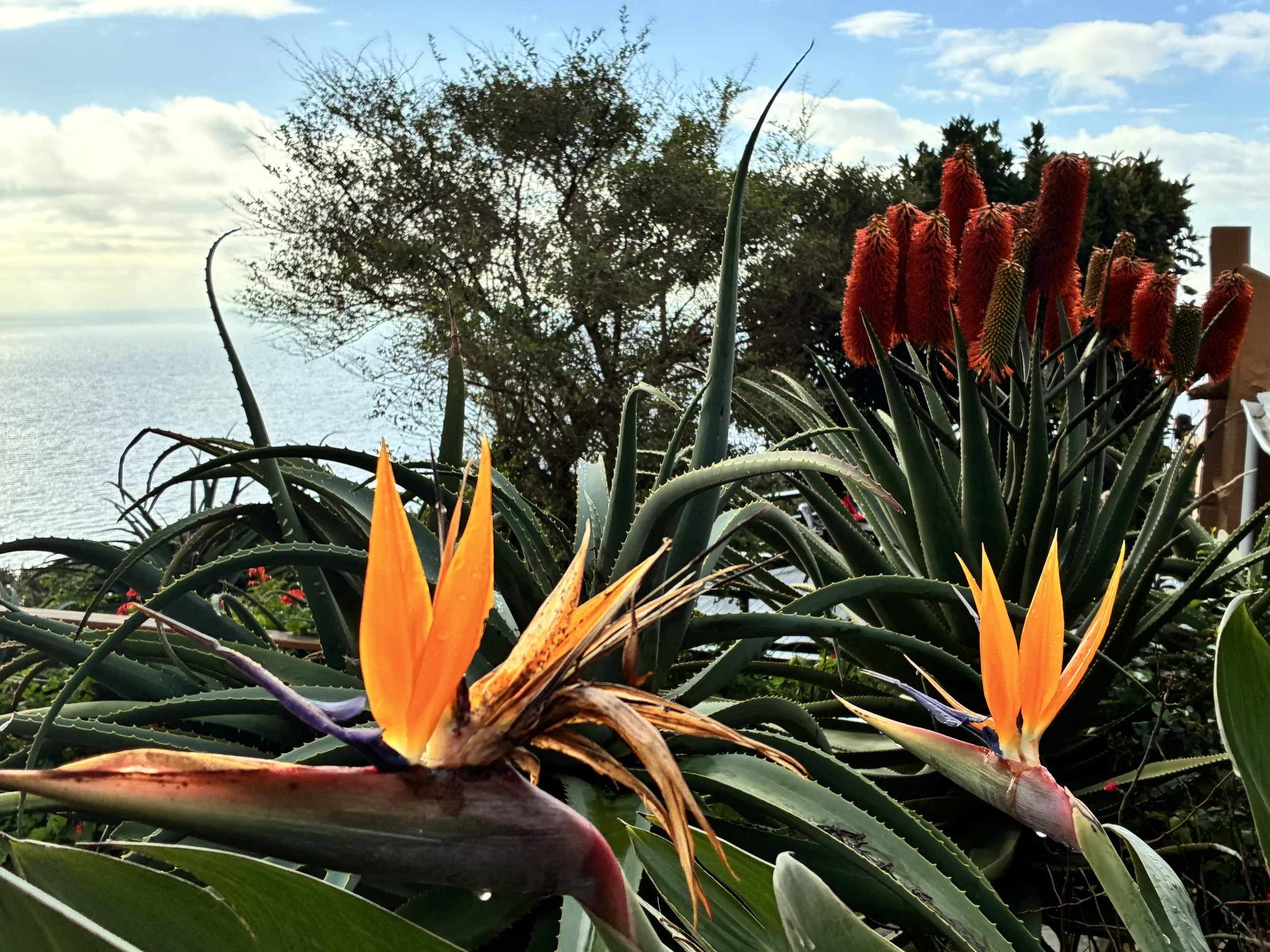 Strelitzias flowering outside the Stone Cottage