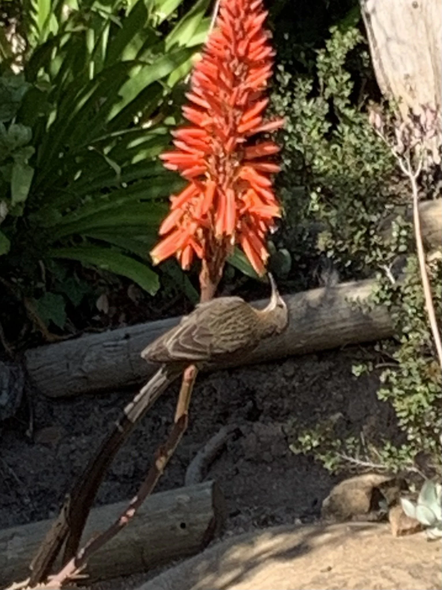 Sugarbird and aloes at the Getaway