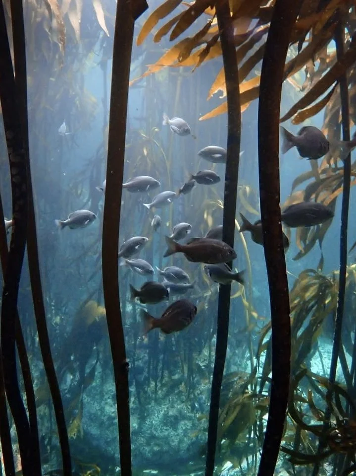 The Great African Kelp Forest just below the Getaway