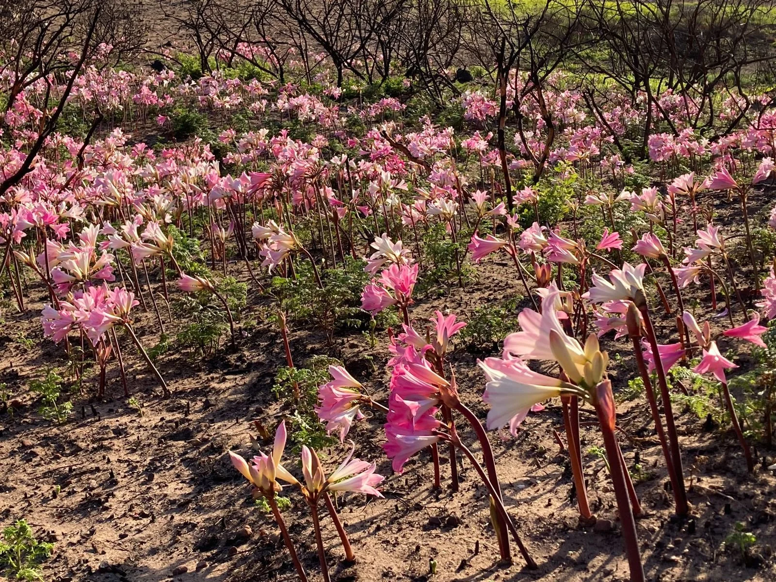 March Lilies afer a fire