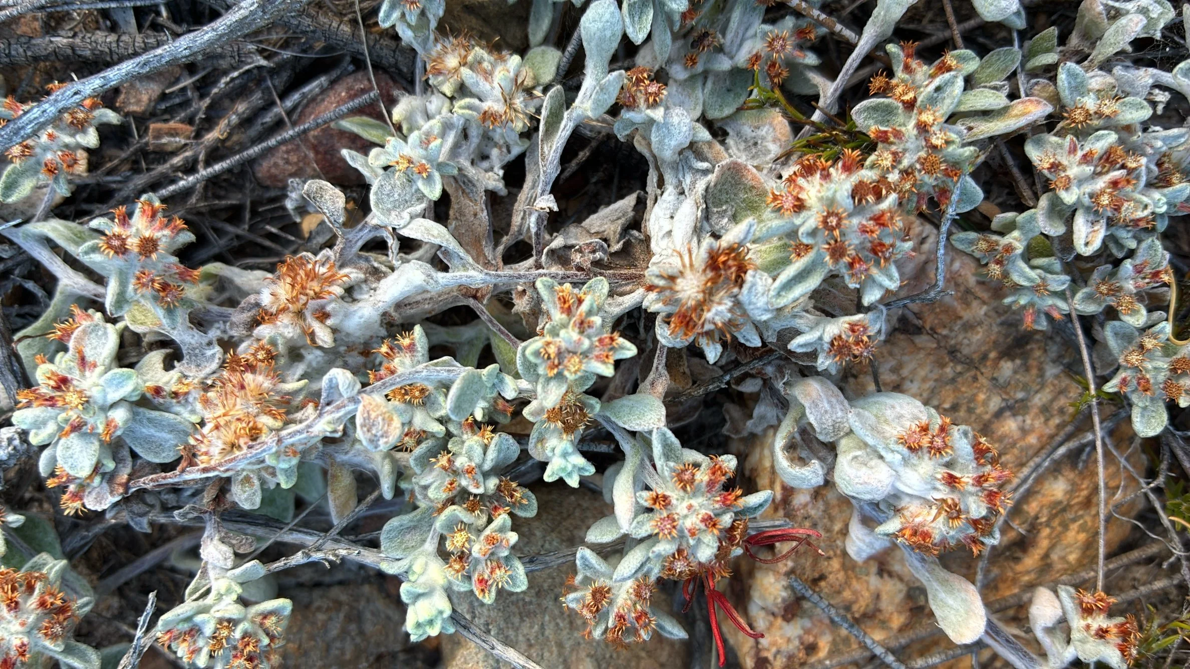 Fynbos growing on the mountains above the Getaway