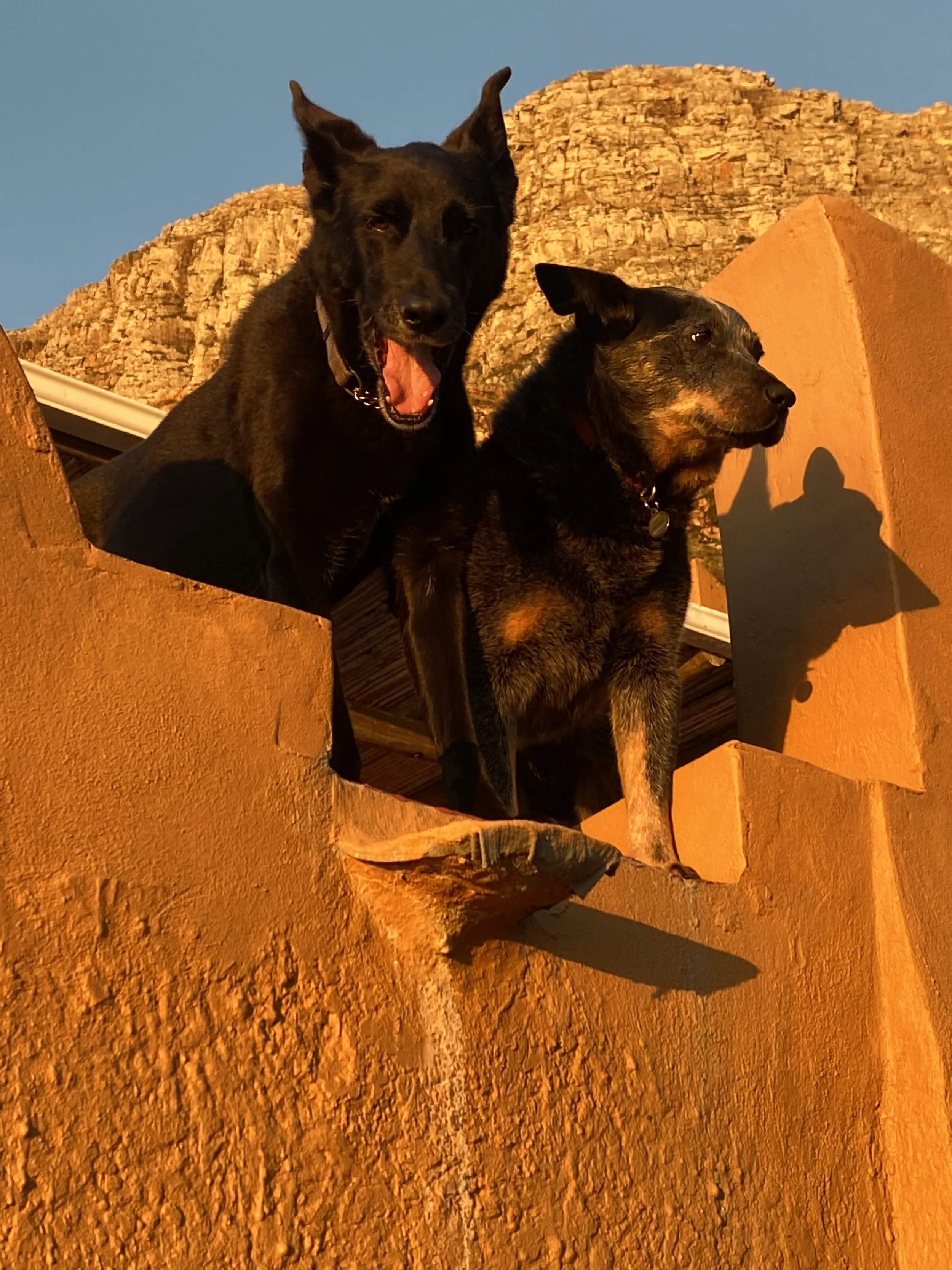 Our famous dogs at the Getaway