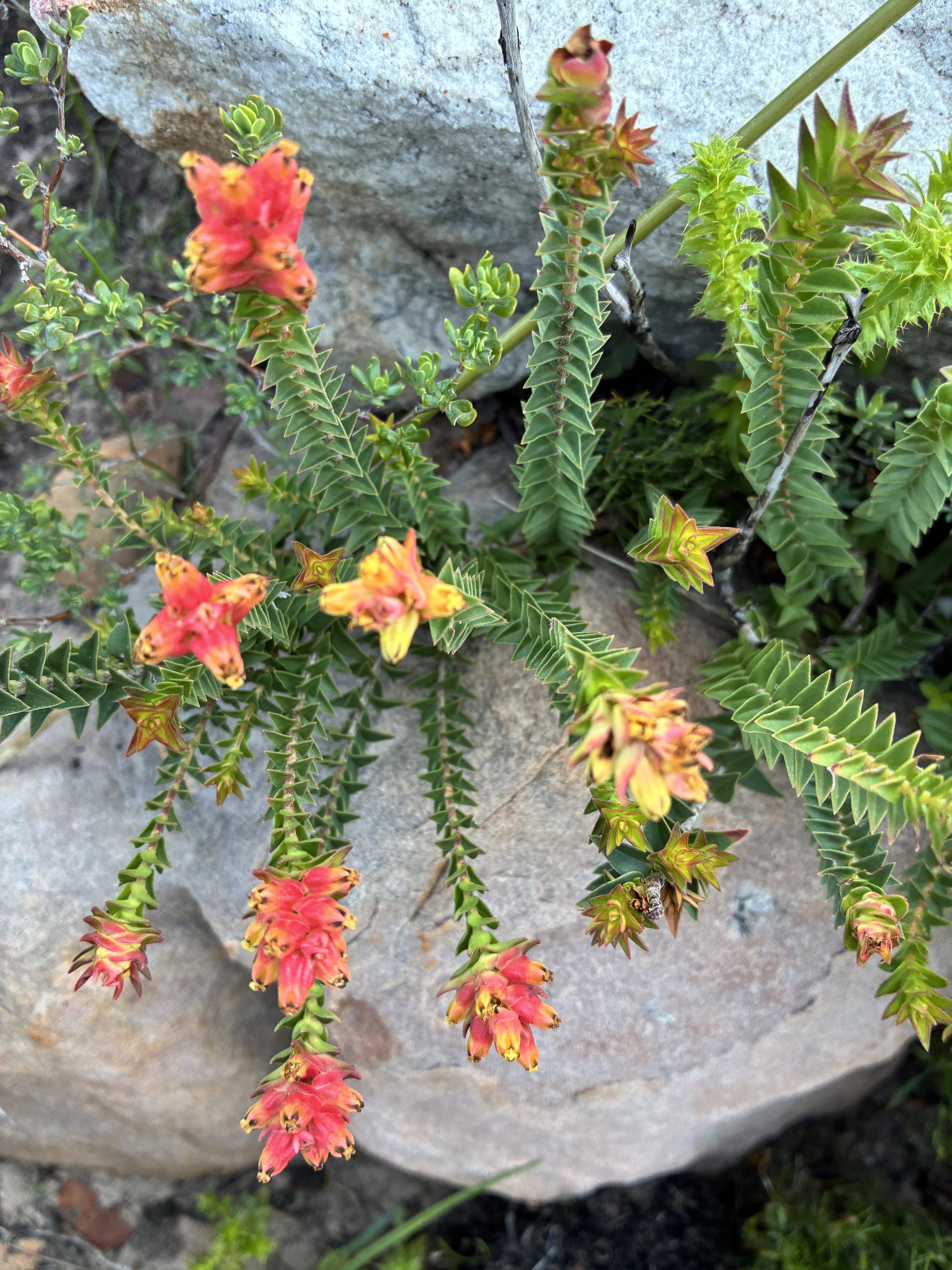 Fynbos above the Getaway