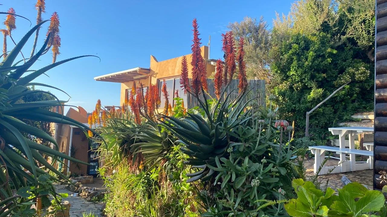 Aloes in bloom