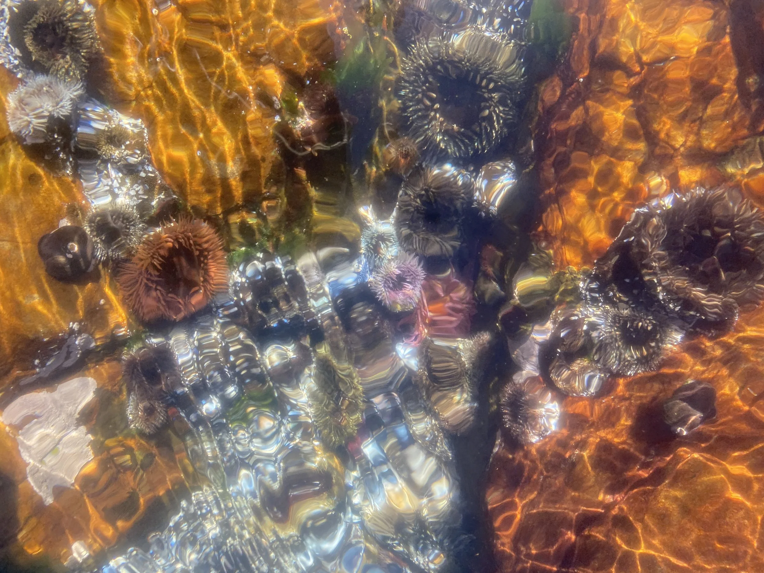 Colours of sea anemones under the sea