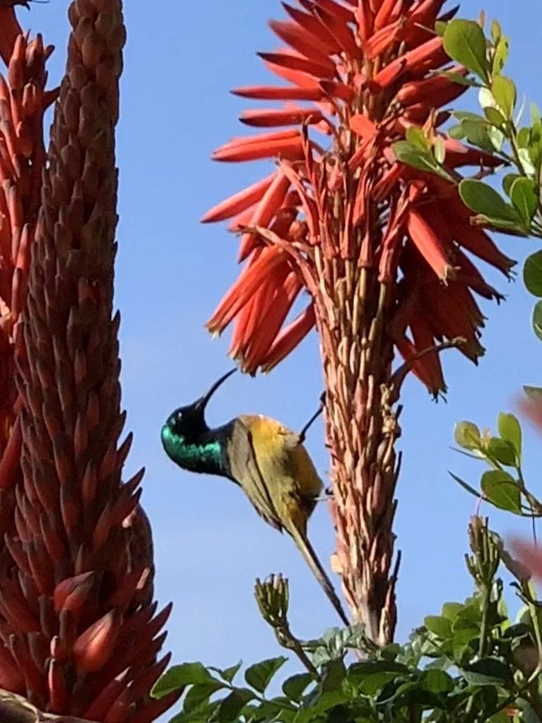 Orange Breasted Sunbird at the Getaway
