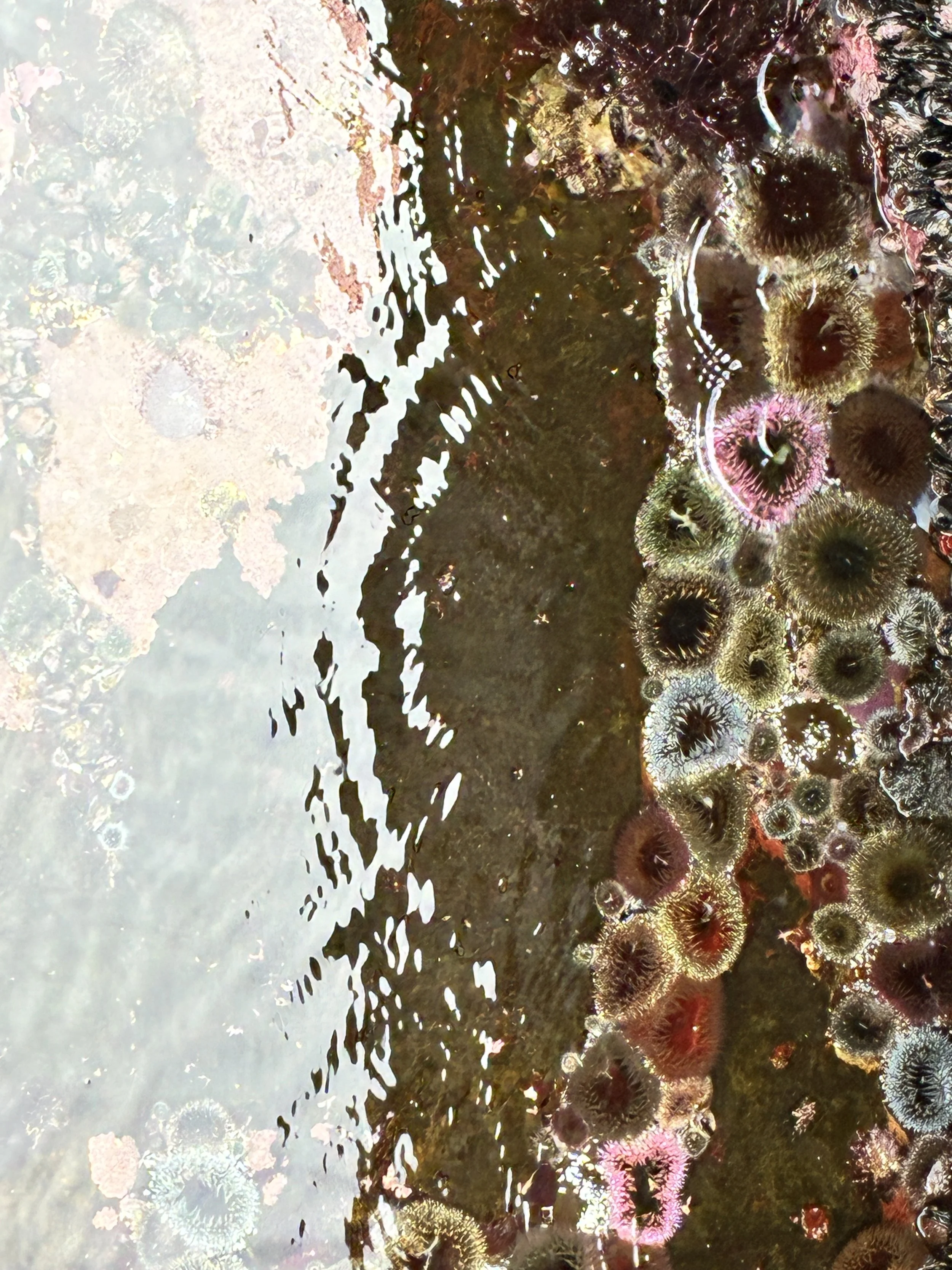 Sea Anenomes at Venus Pools, Cape Point