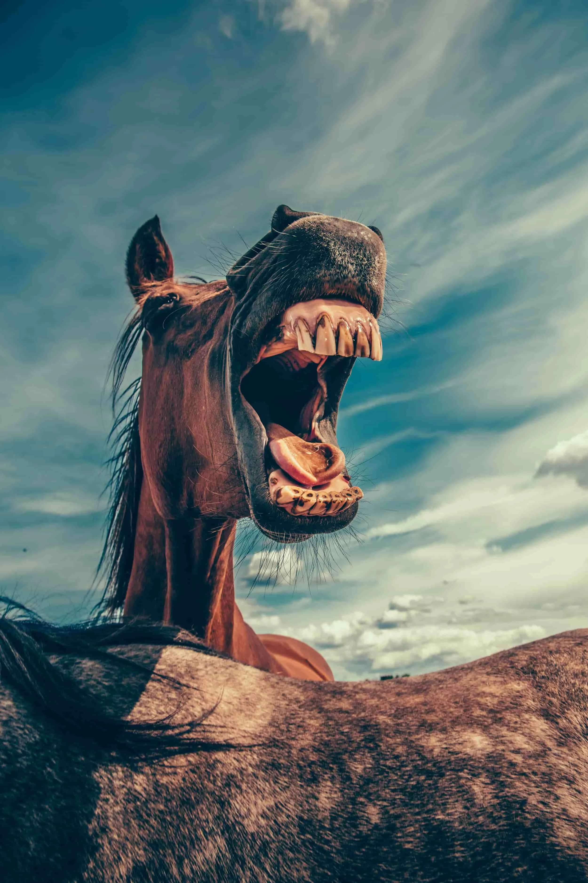 Laughing horse