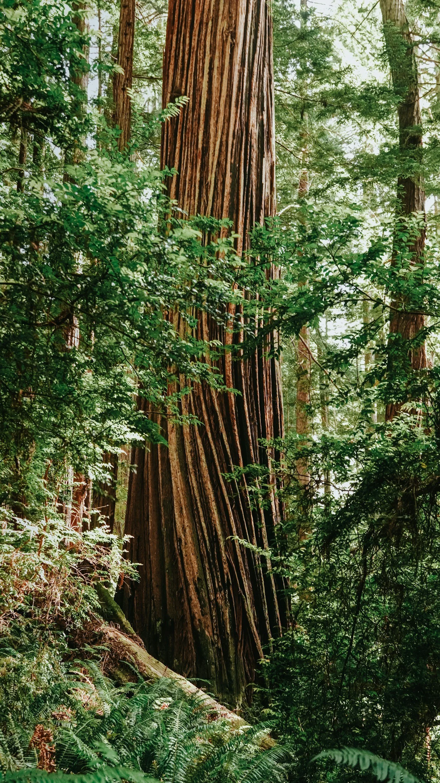 A large redwood tree in a dense forest with surrounding green foliage and ferns.
