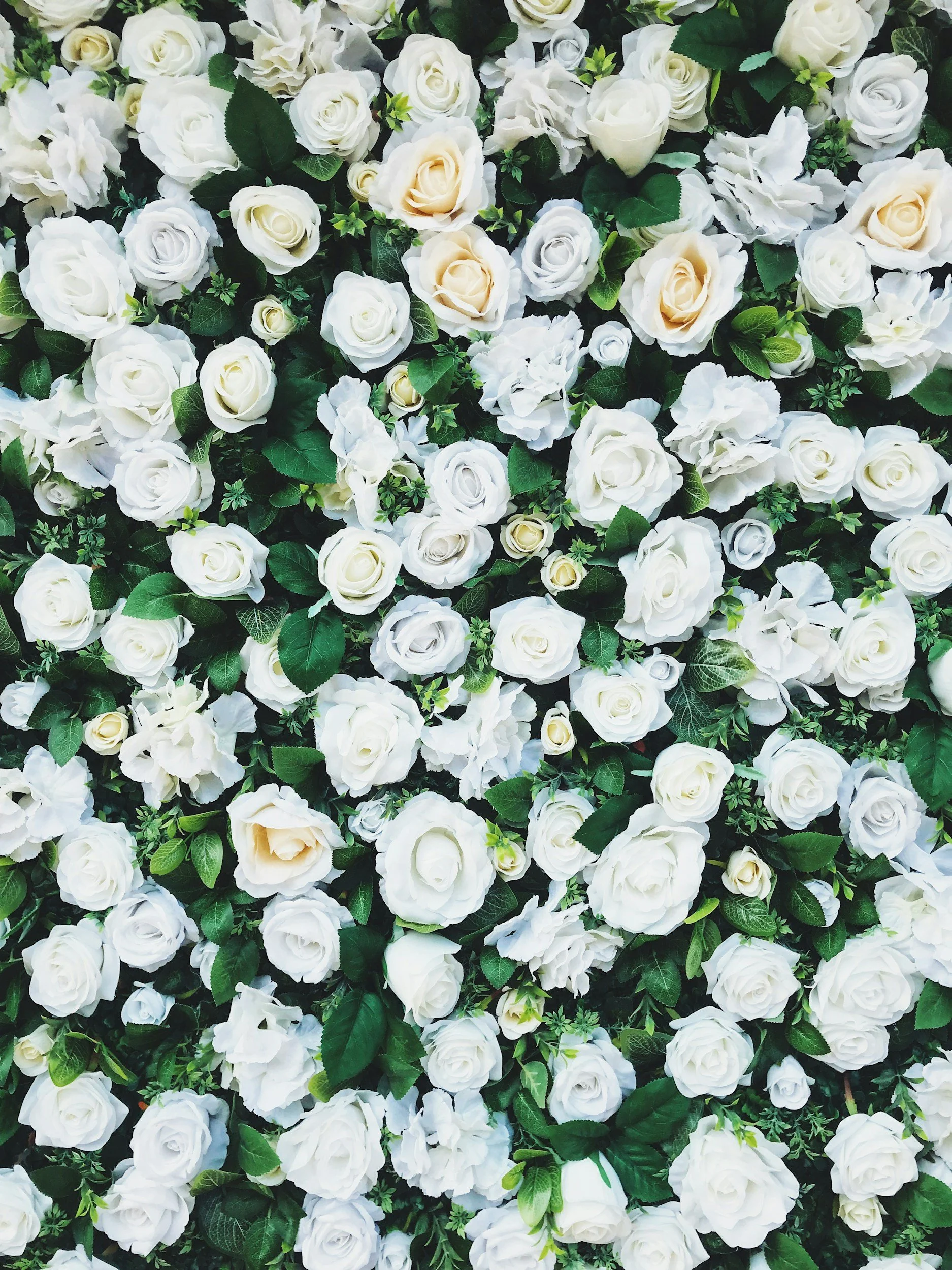A dense arrangement of white and cream-colored roses with dark green leaves.