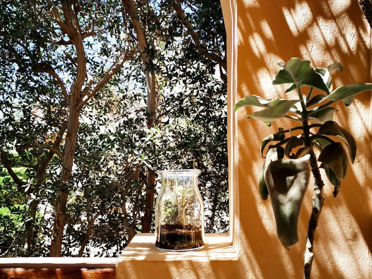 Terrasse mit grünen Pflanzen und Bäumen