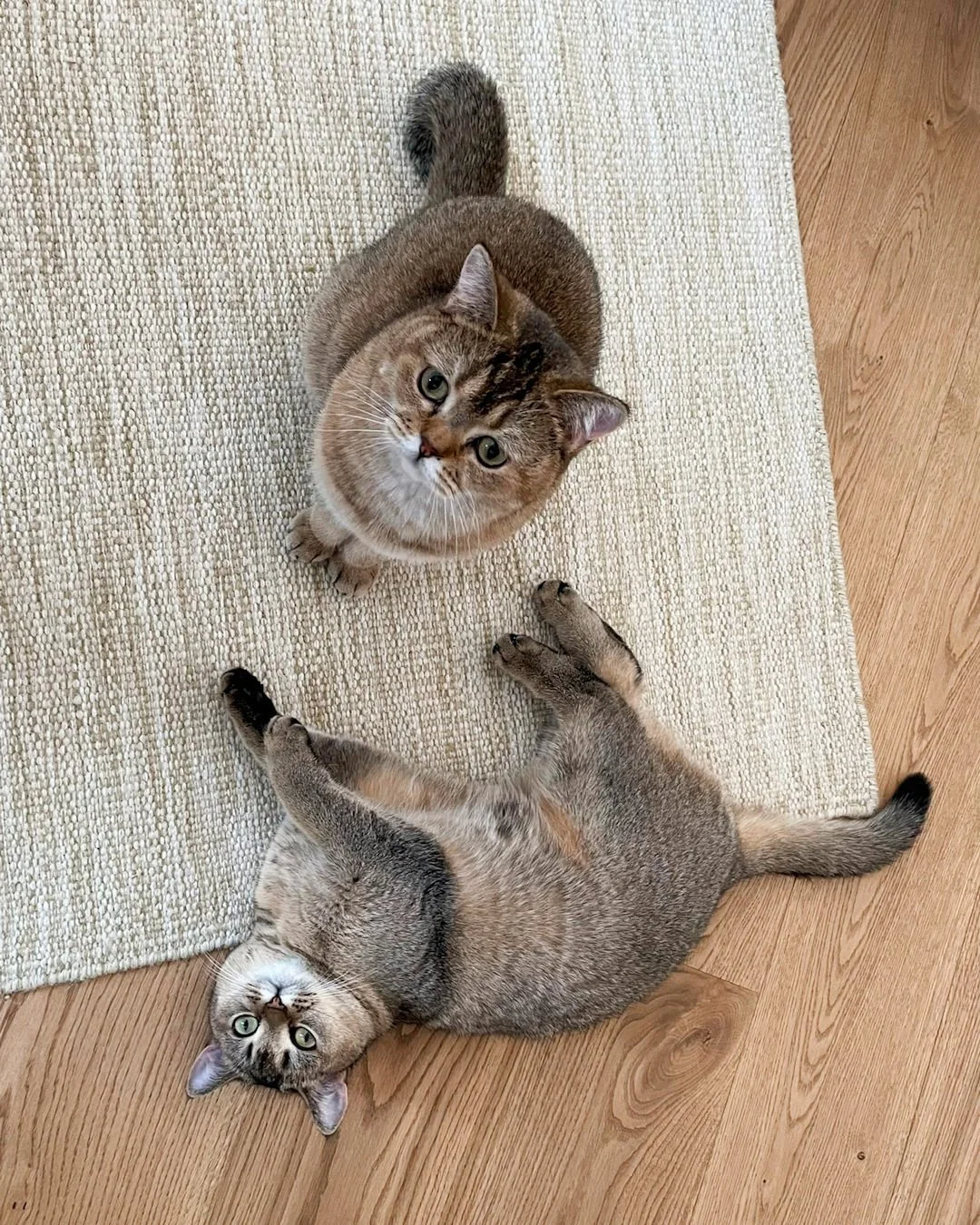 Zwei British-Kurzhaar Katzen golden tabby