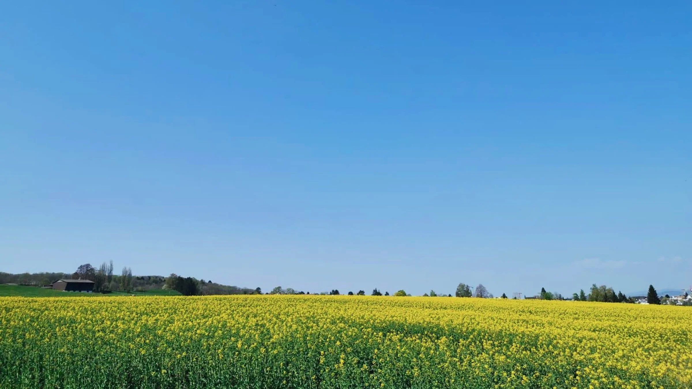 Blühendes gelbes Feld unter blauem Himmel