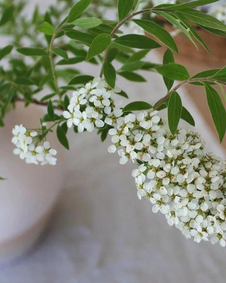 Detail weisser Blume in Vase