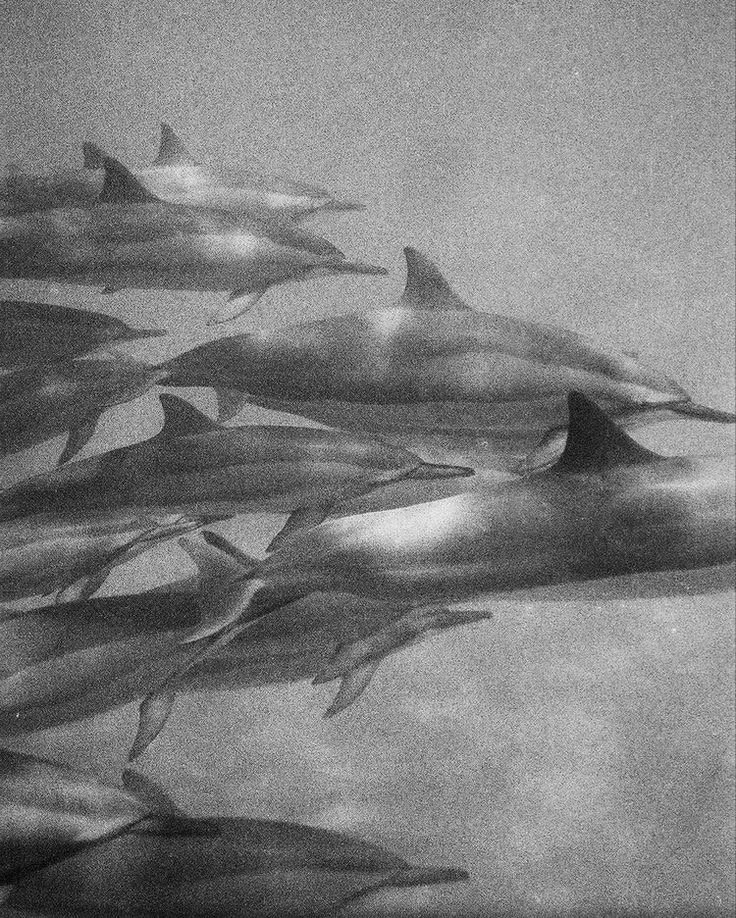A school of dolphins swimming underwater.