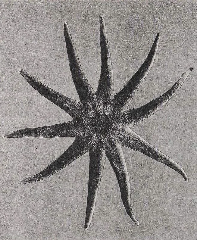 A star-shaped sea creature with multiple arms, resembling a starfish.