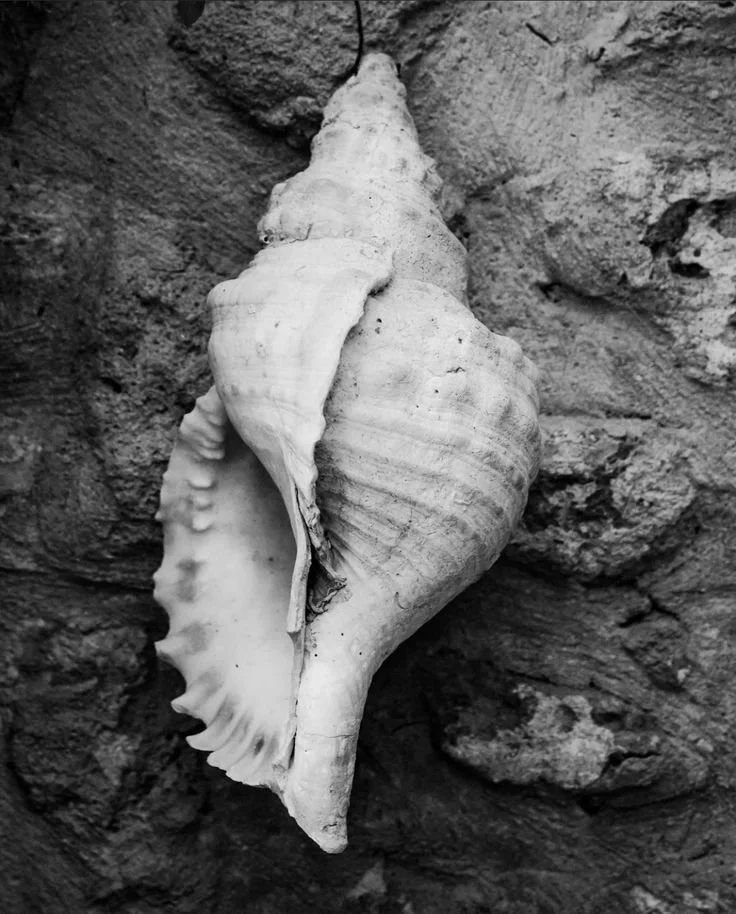 A black and white photograph of a large seashell partially embedded in a rocky surface.