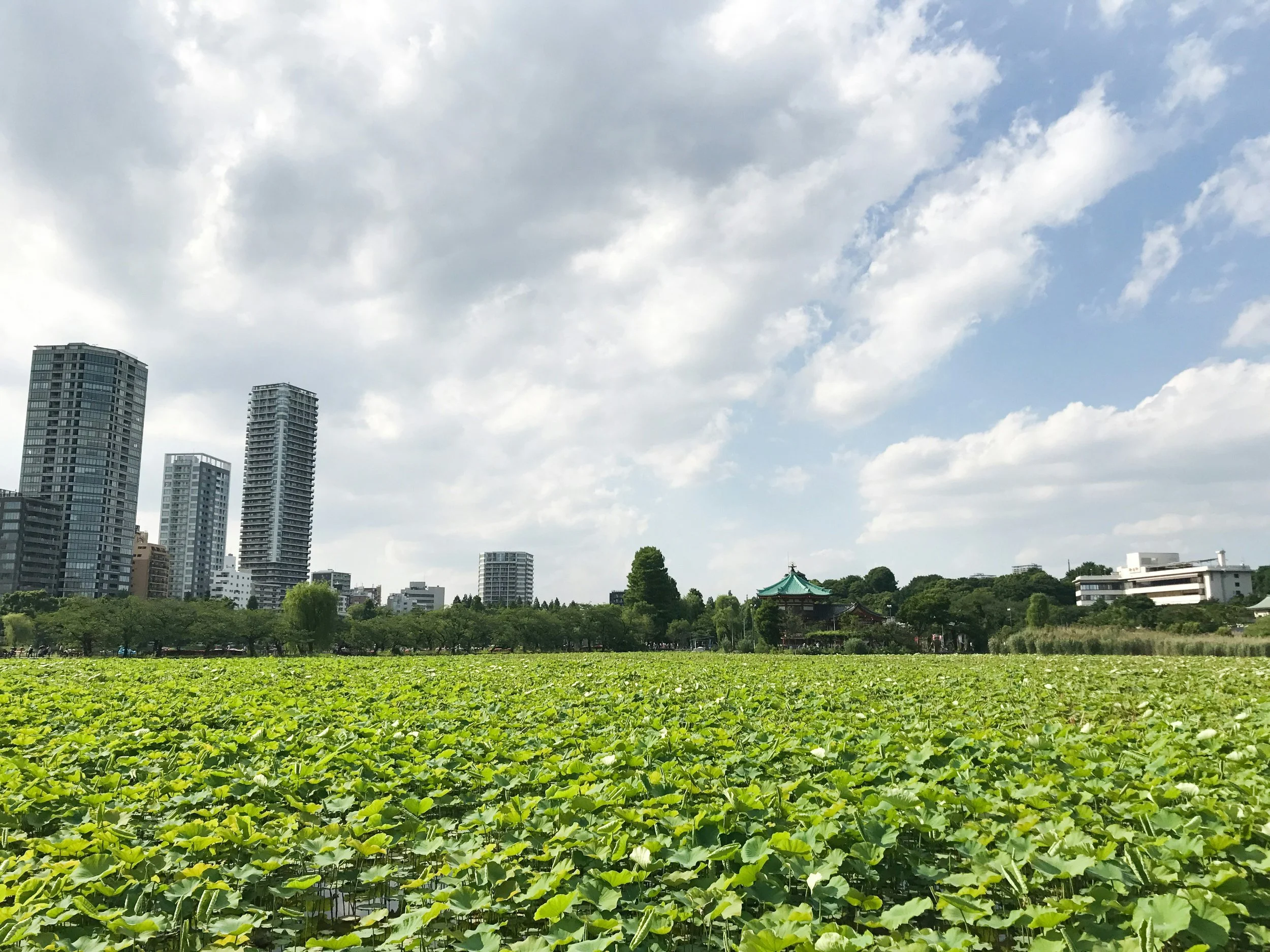 Lilies covering Shinobazu Pond in Ueno Park with Bentendo Temple and city skyline behind