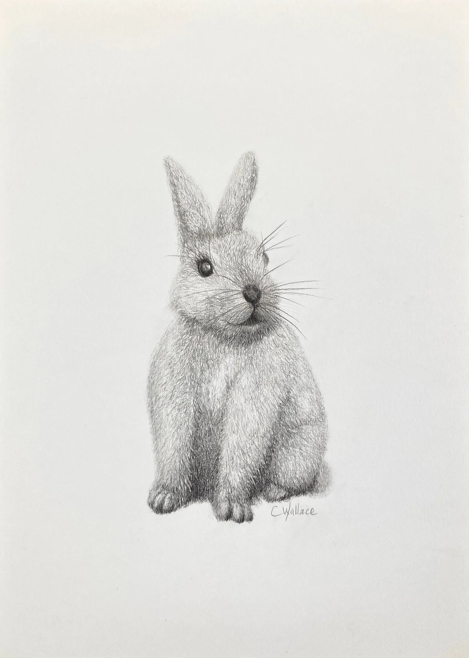 Bunny-love-drawing.jpeg.JPG
