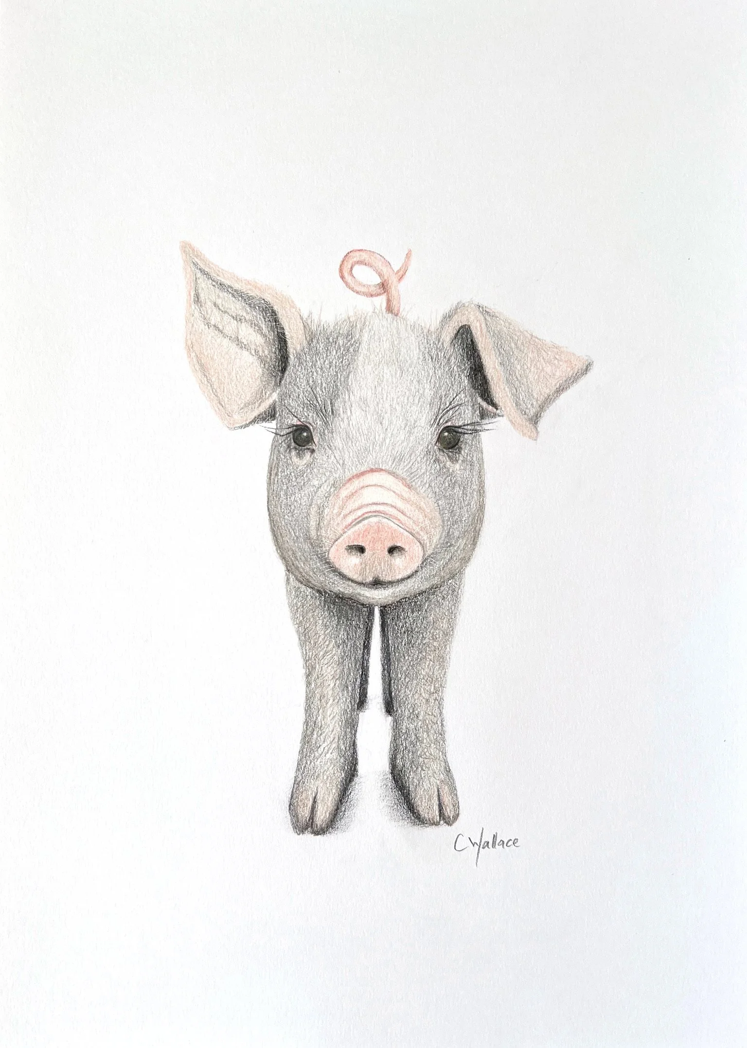 Cute-piglet-drawing.jpg.JPG