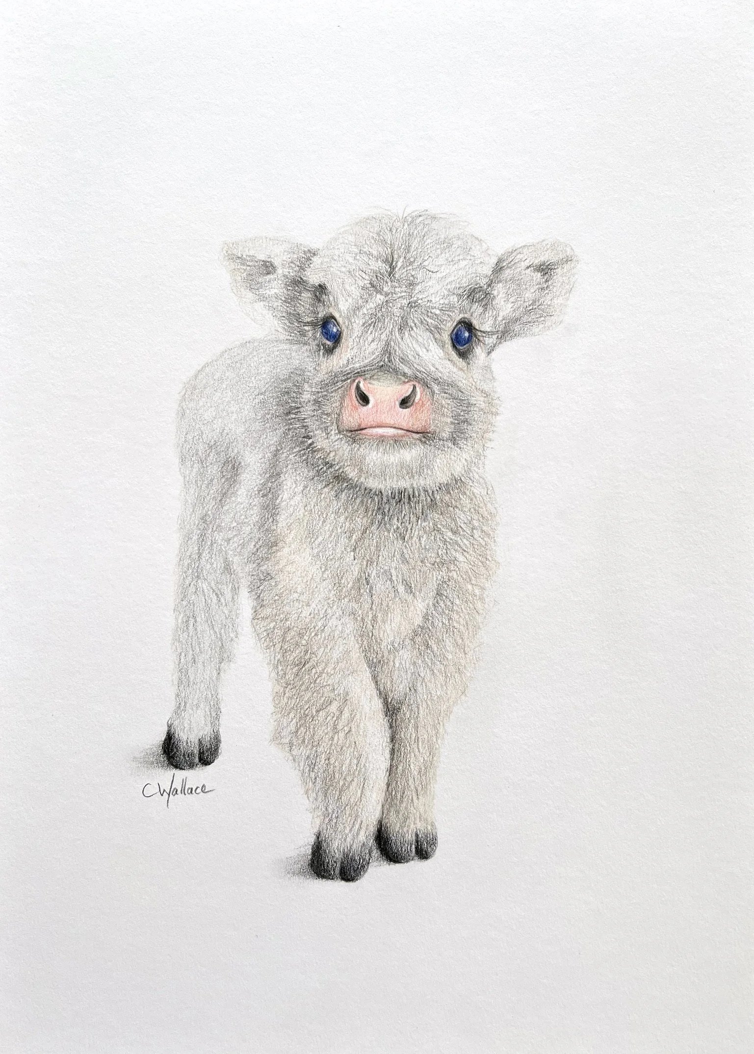 Cute-calf-drawing.jpg.JPG