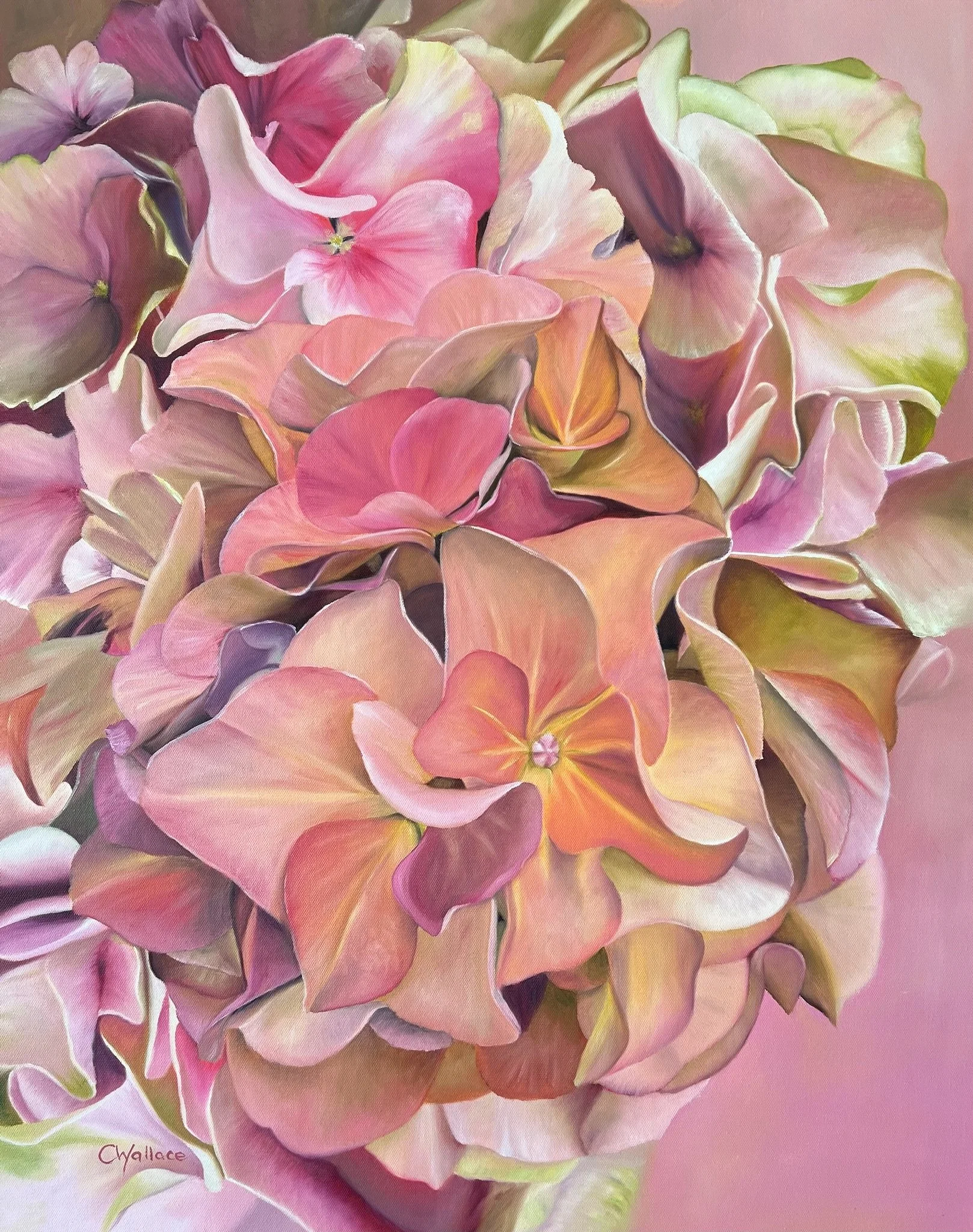 Blush & Bloom Hydrangeas