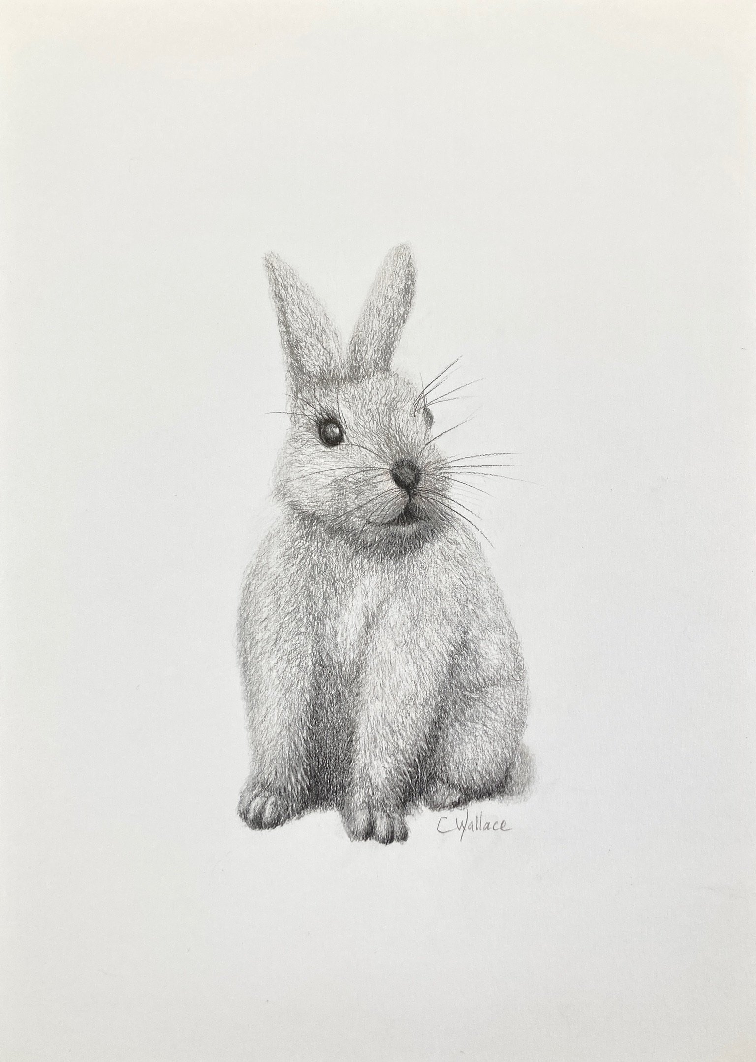 Bunny Love