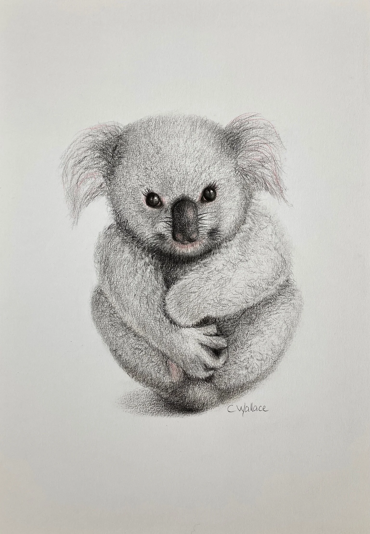 Koala Cuddles