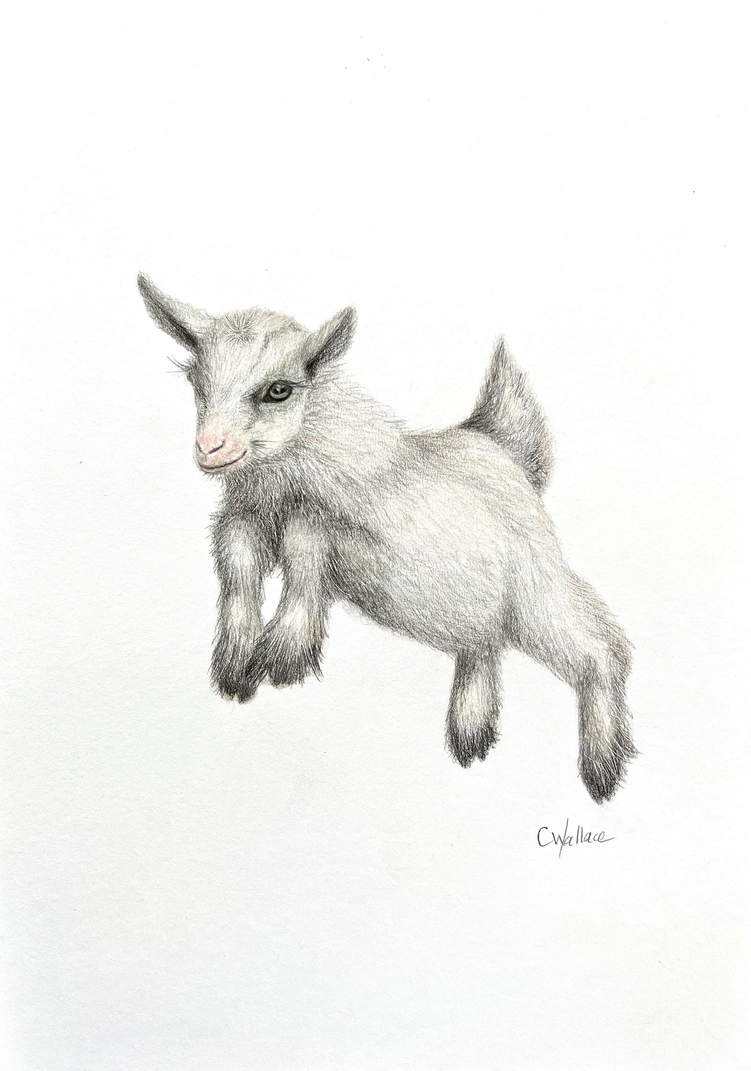 Cute Baby Goat