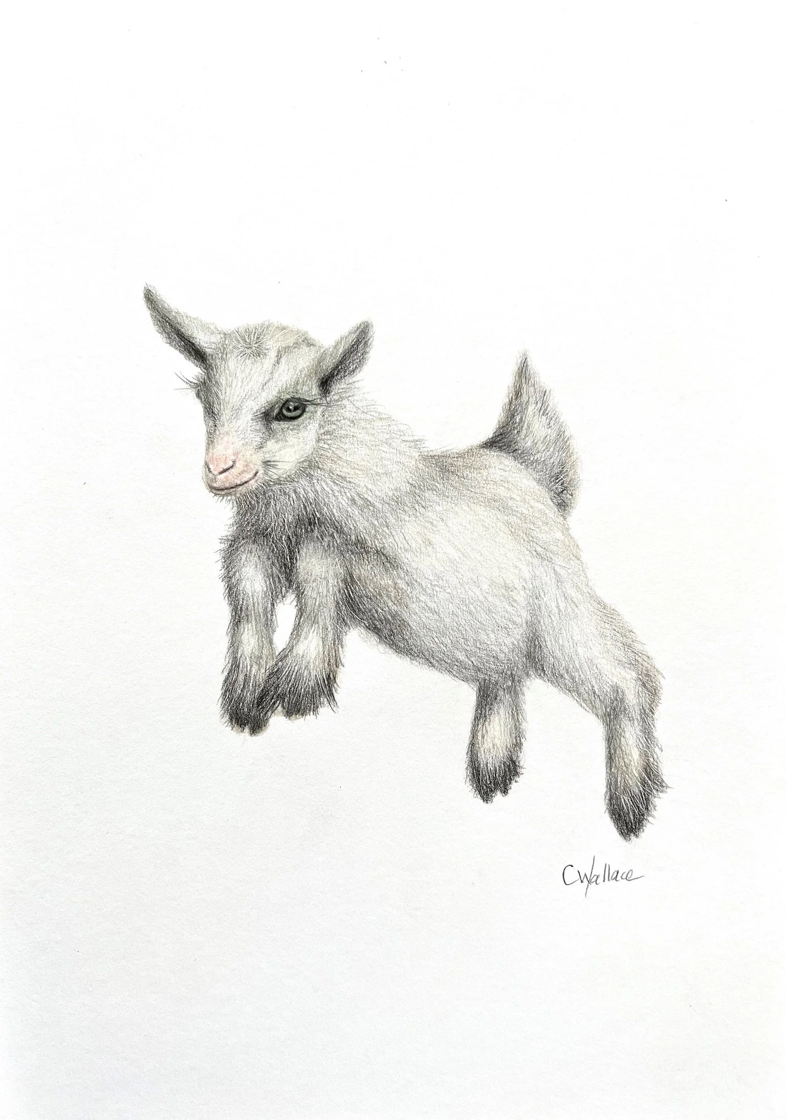 Cute-baby-goat-drawing.jpg.JPG